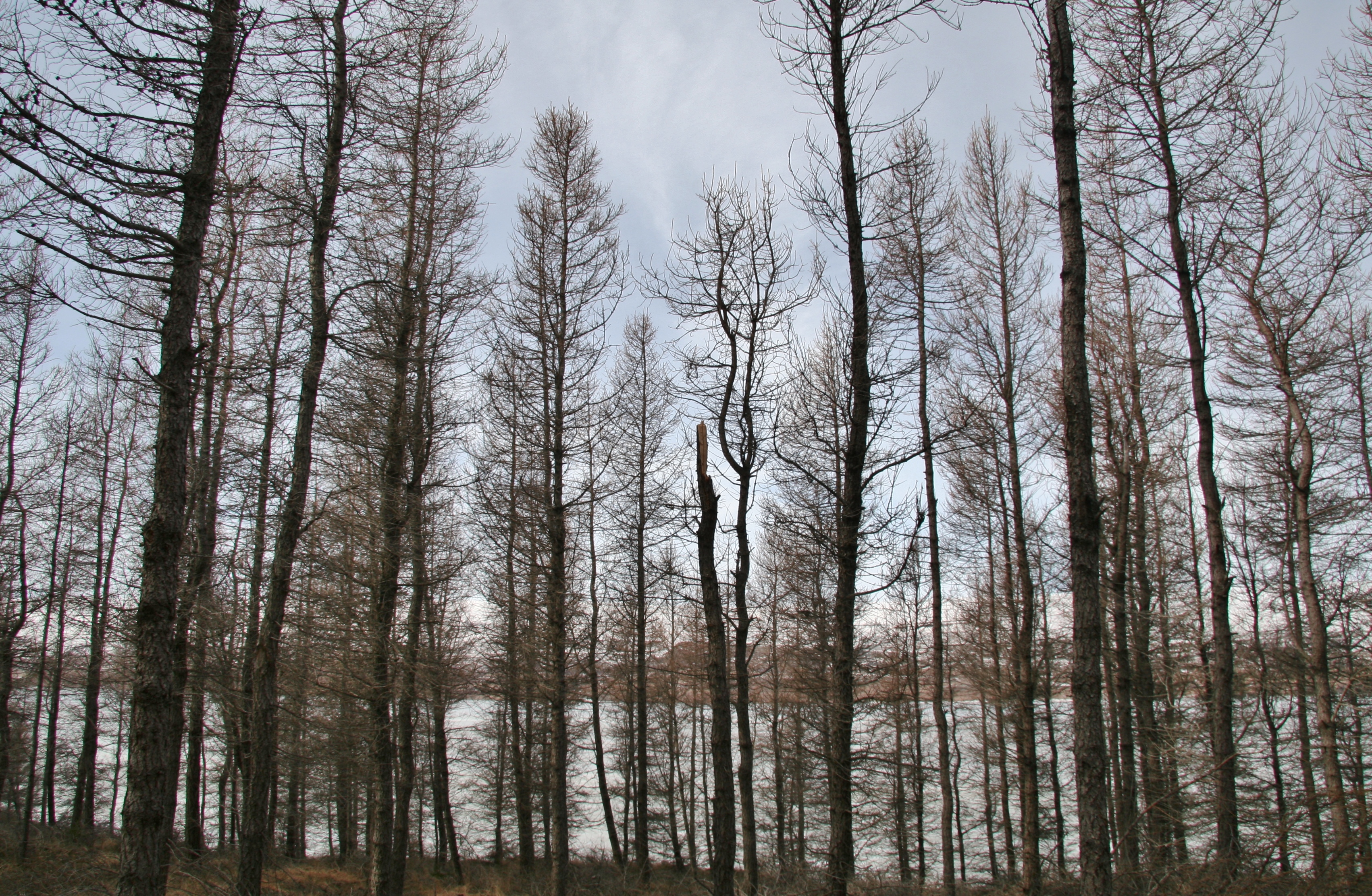 Khakasia hafursá.JPG